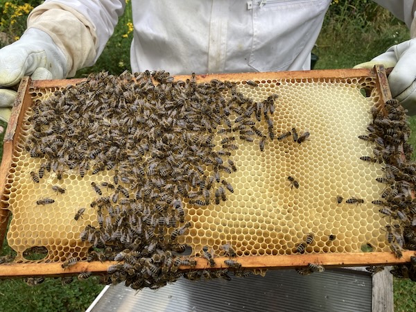bienen3.jpg